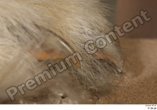 Polar bear claws foot 0001.jpg